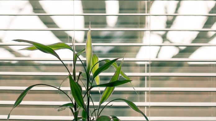 A perfect choice Timber Venetian Blinds (2) A perfect choice Timber Venetian Blinds