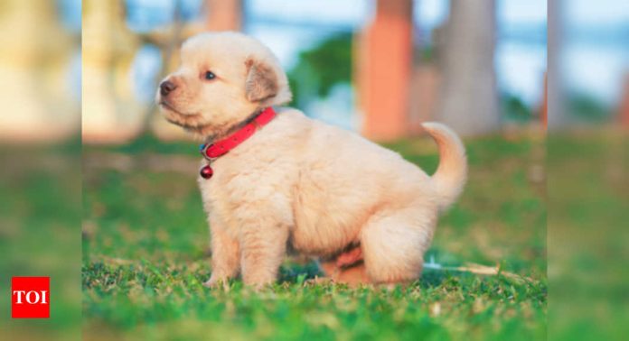 Best tips for pet thought