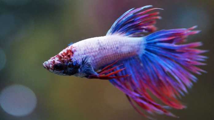 alien betta fish for sale
